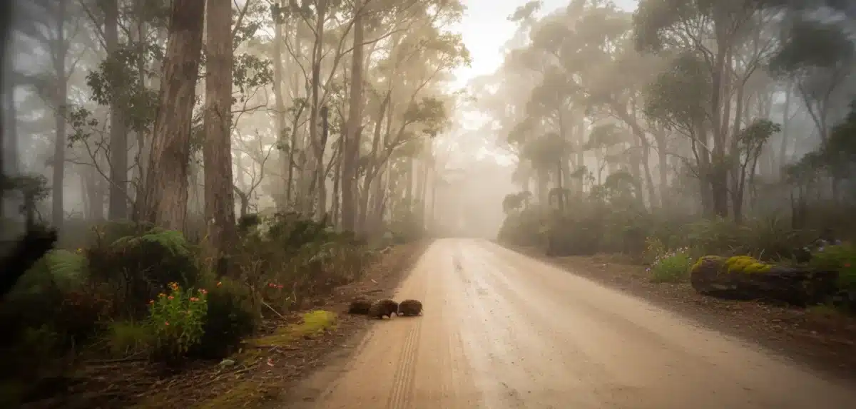 “I couldn’t believe my eyes”: Rare echidnas caught on camera in unforgettable roadside encounter