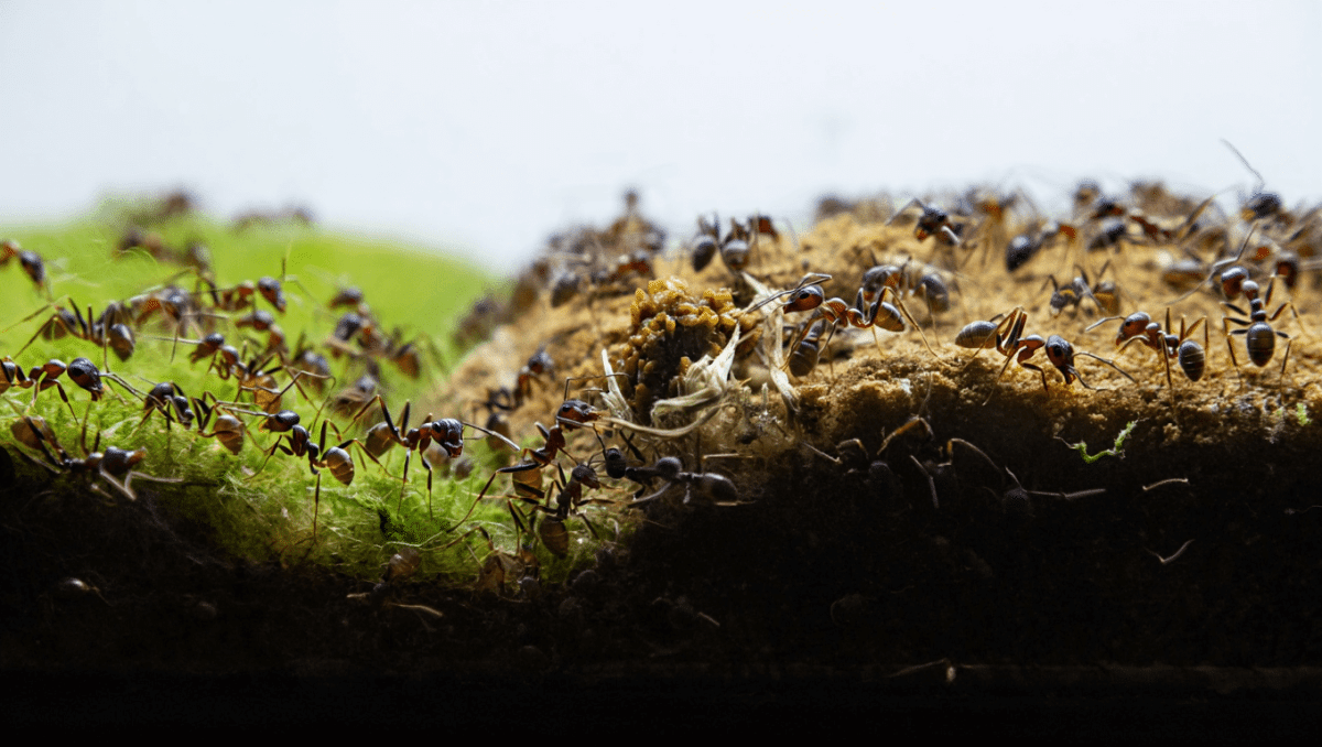 “Oh no! How could this happen?”: YouTuber’s “Ant War” footage sparks questions about manufactured drama on the platform