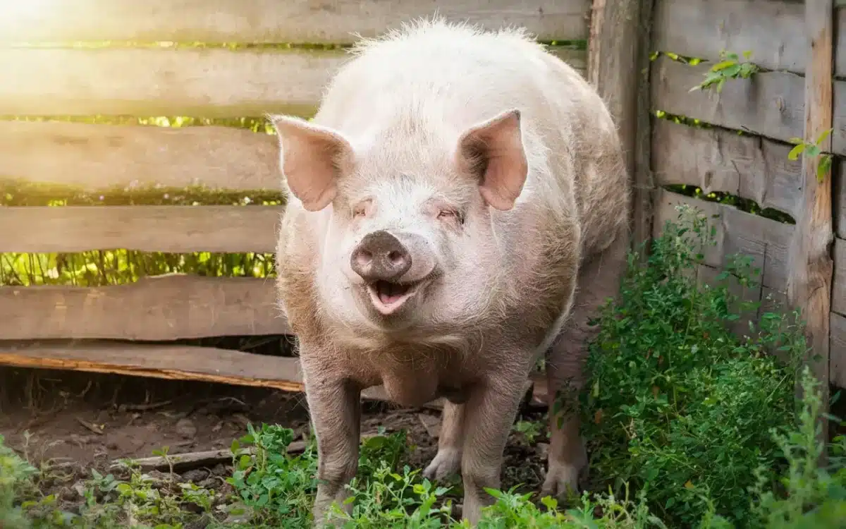 Scientists Reveal: The Pig’s Cry Is More Complex—and Louder—Than You Ever Imagined