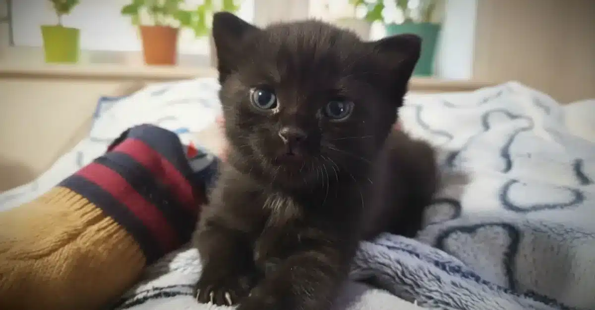 This orphaned kitten’s daily “thank you” ritual melts hearts—here’s the touching story behind it